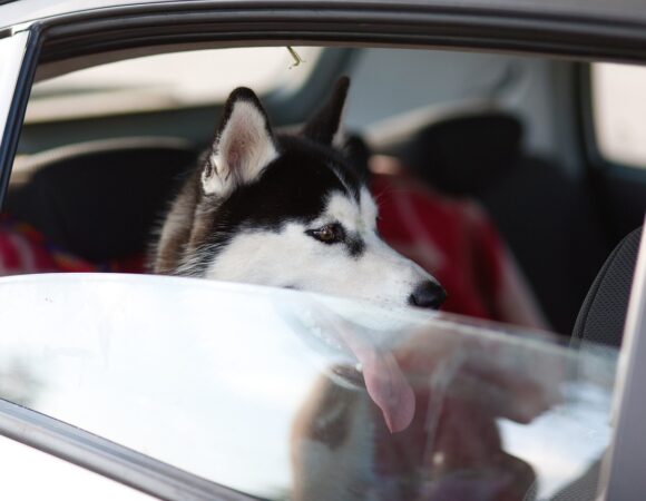 Viajar con tu Perro