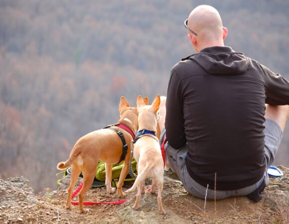 Cómo Viajar con Perros: Consejos y Preparativos para un Viaje Seguro y Placentero