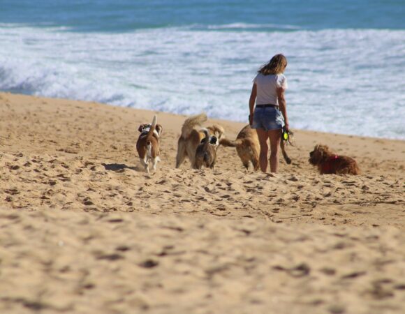 Viajar con perros dentro de España