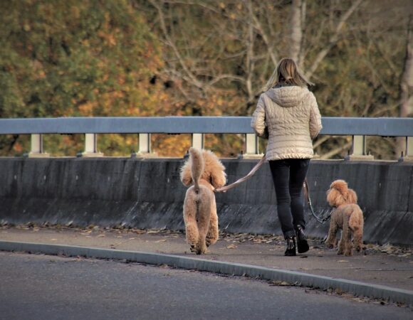 Guía para Viajar con Perros: Consejos y Recomendaciones para un Viaje Perfecto